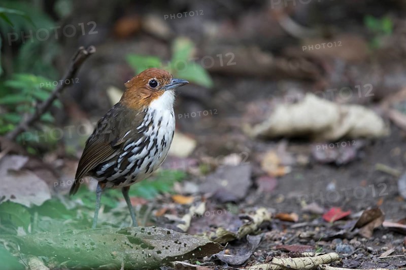 Chestnut-crowned Antpitta (Grallaria ruficapilla), Rio Blanco Nature Reserve, Colombia
