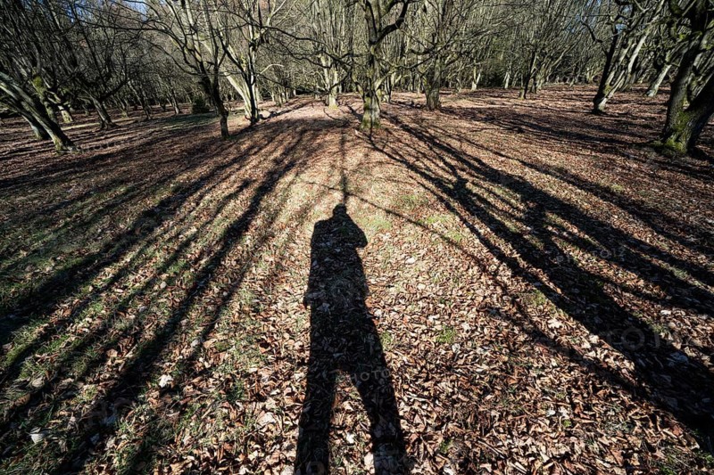 A natural burial grave site, Hofgeismar, Weser Uplands, Weserbergland, Hesse, Germany