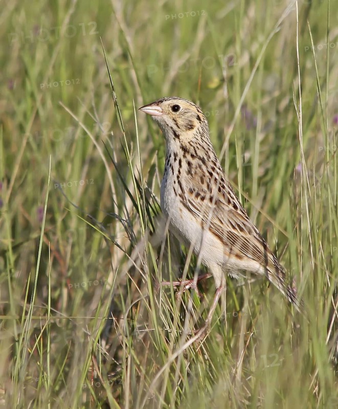 Baird's Sparrow (Ammodramus bairdii), Saskatchewan, Canada