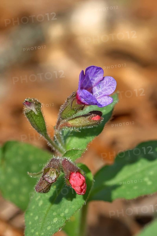 Common lungwort (Pulmonaria officinalis), detail, flowers, spotted lungwort, lung herb, lungwort, Pulmonaria, broadleaf family, roughleaf family, roughleaf family, roughleaf family, roughleaf family, borage family, boraginaceae, aster-like, asteridae, plant, Wilnsdorf, North Rhine-Westphalia, Germany