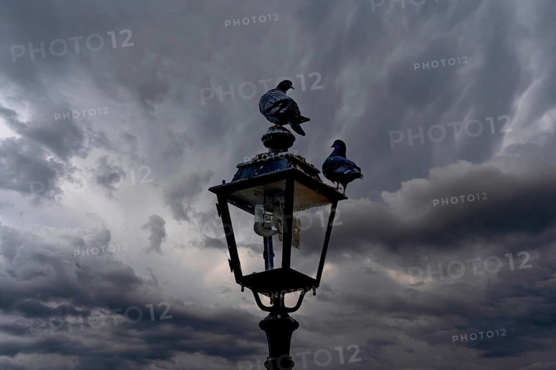 Two pigeons (Columbidae) on a lantern against a grey cloudy sky, Franconia, Bavaria, Germany