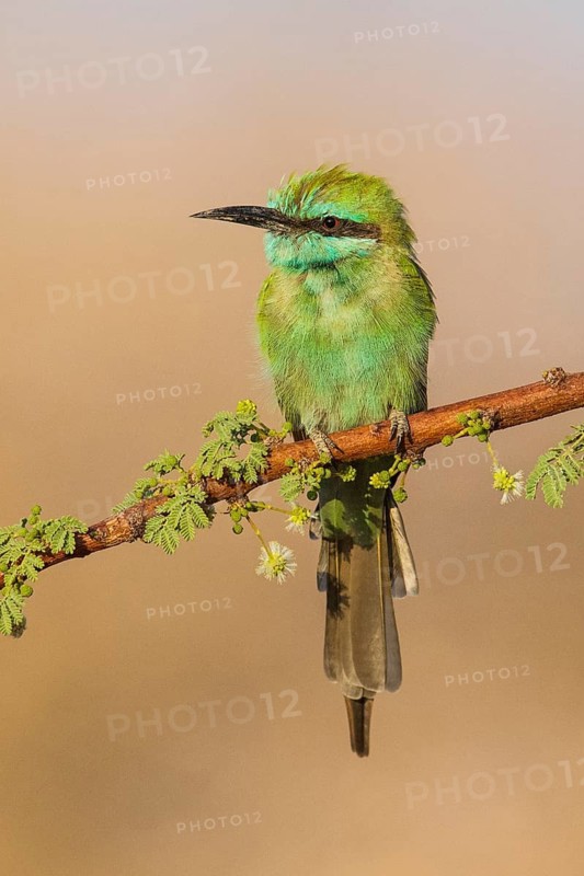 Green Bee-eater (Merops orientalis), Eilat, Israel
