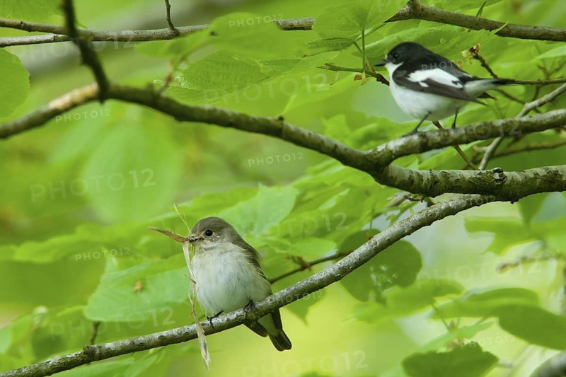 European Pied Flycatcher (Ficedula hypoleuca), Baden-Wuerttemberg, Germany