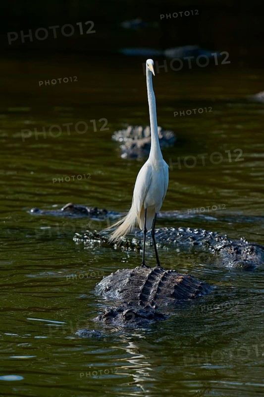 A heron stands calmly on an alligator in the water, nature is peaceful and quiet, Great Egret (Egretta alba), American Alligator (Alligator mississippiensis), Orlando, Florida, USA