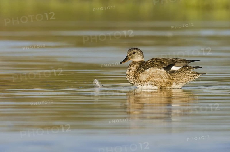 Gadwall (Mareca strepera) female, Arizona, USA