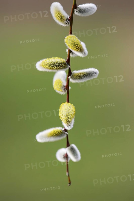 Willow Catkin (Salix spec.) branch with male catkins, Brandenburg, Germany