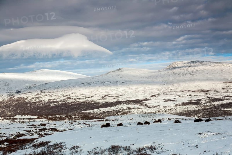 A group of musk oxen (Ovibos moschatus) rests relaxed in the winter tundra, in the sky a cloud imitates another mountain peak, winter, snow, cold, tundra landscape, October, Norway