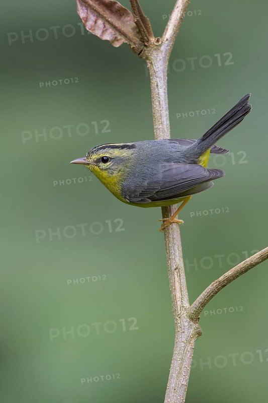 Golden-crowned Warbler (Basileuterus culicivorus) perched on a branch in Oaxaca, Mexico