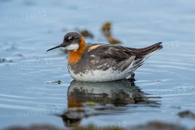 Red-necked Phalarope (Phalaropus lobatus) female, Iceland