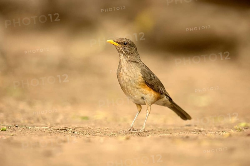 African Thrush (Turdus pelios), Lake Babogaya, Ethiopia