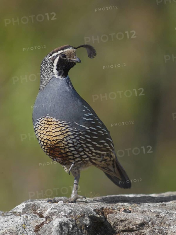 Male California Quail (Callipepla californicus) standing on one leg