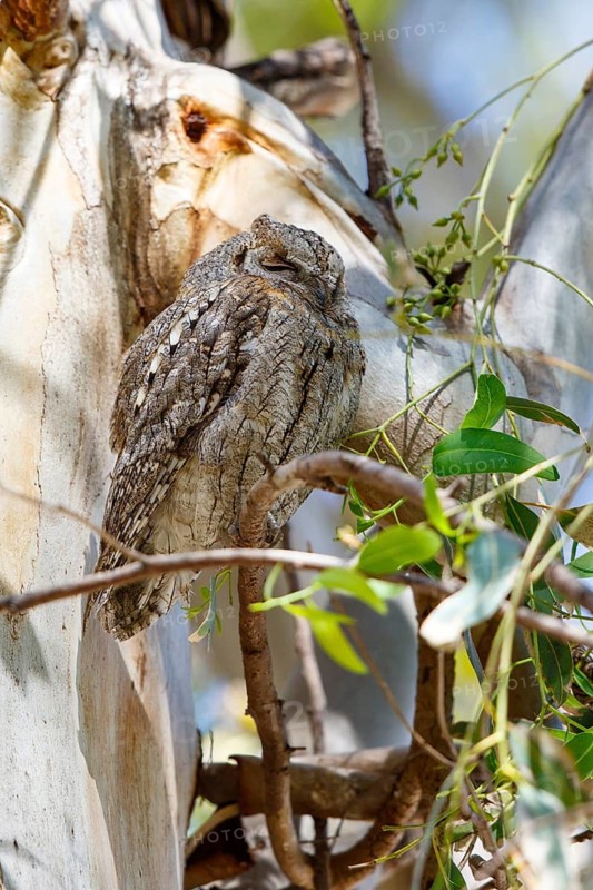 Eurasian Scops Owl (Otus scops), Greece