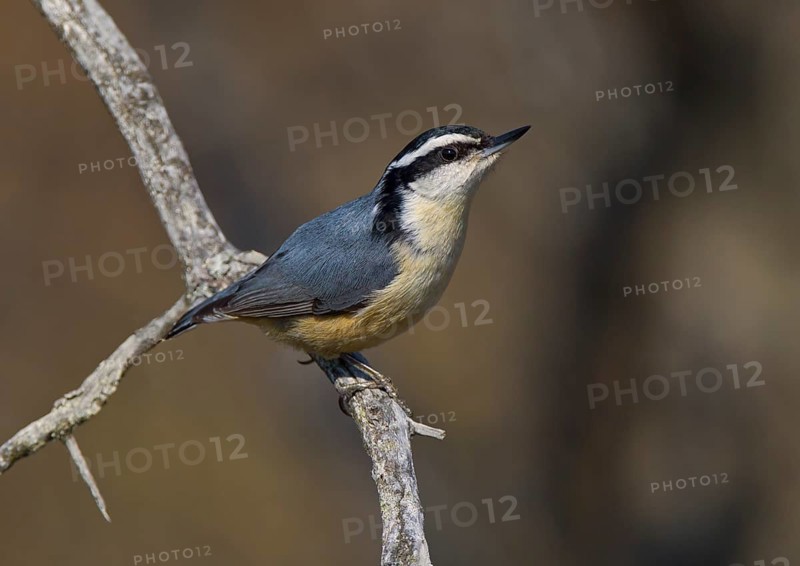 Red-breasted Nuthatch (Sitta canadensis) male, Michigan, USA