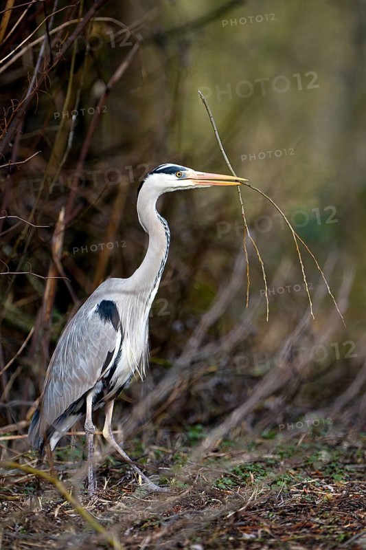 Grey heron (Ardea cinerea), with branch for nest building, Essen, Ruhr area, North Rhine-Westphalia, Germany