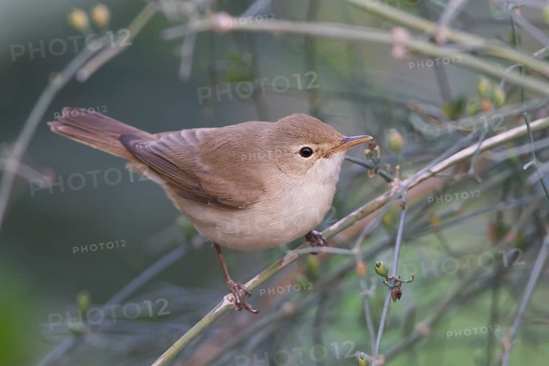 Eastern Olivaceous Warbler - Blassspoetter - Iduna pallida ssp. reiseri, Morocco