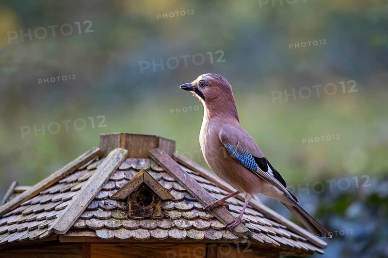 Eurasian Jay (Garrulus glandarius) at feeding house, Bavaria, Germany