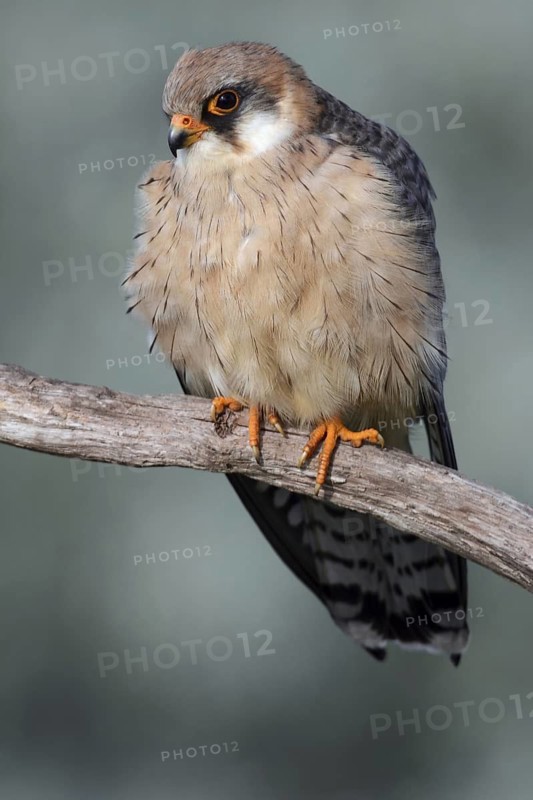 Red-footed Falcon (Falco vespertinus) female, Hungary