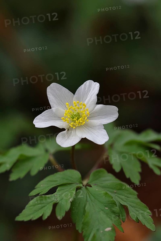 Wood anemone (Anemone nemorosa), flower, close-up, inflorescence, early bloomer, spring, Wilnsdorf, North Rhine-Westphalia, Germany