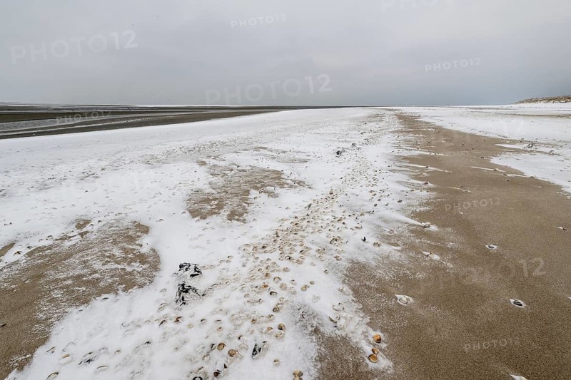 North Sea beach with cockles (Cerastoderma edule) in the snow, Langeoog, Lower Saxony, Germany