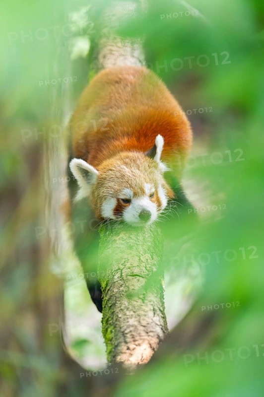 Red panda (Ailurus fulgens) lying on a branch in a tree, Germany