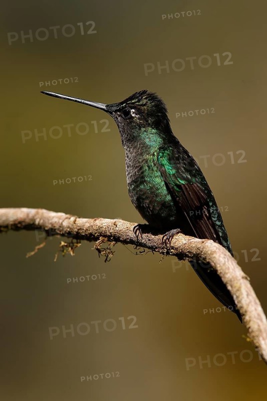 Rivoli's Hummingbird (Eugenes fulgens) male perched on a branch, Costa Rica