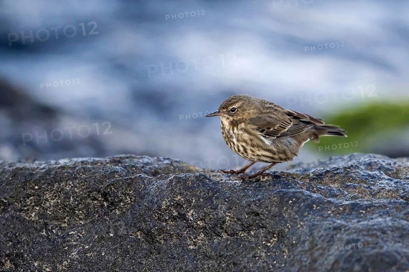 Eurasian Rock Pipit (Anthus petrosus) perched on a rock, Mecklenburg-Western Pomerania, Germany