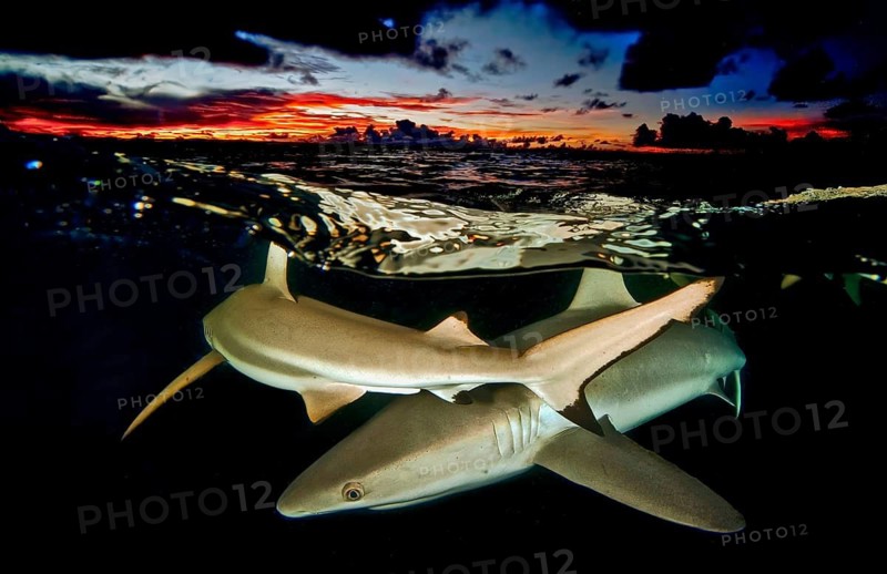 Underwater photo split shot half-and-half shot at sea surface water surface of reef sharks (Carcharhinus) sharks hunting for prey after sunset during twilight with evening sky, over-under photo, split-shot split, Pacific Ocean