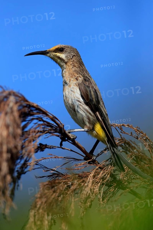 Cape Honeybird (Promerops cafer), adult, female, perch, Kirstenbosch Botanical Gardens, Cape Town, South Africa