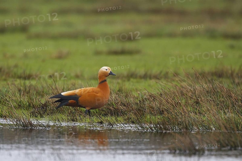 Ruddy Shelduck (Tadorna ferruginea), North Rhine-Westphalia, Germany