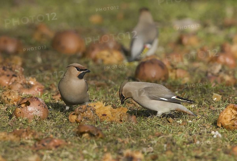 Bohemian Waxwing (Bombycilla garrulus), Saxony, Germany