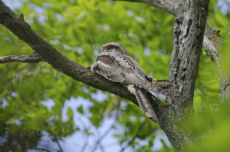 European Nightjar (Caprimulgus europaeus), Lake Neusiedl, Austria