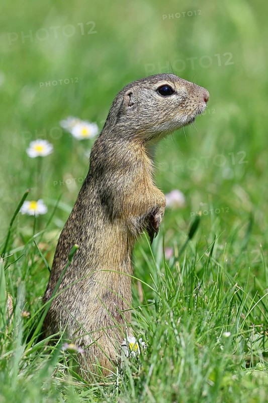 European ground squirrel (Spermophilus citellus) standing upright in a meadow, Burgenland Austria