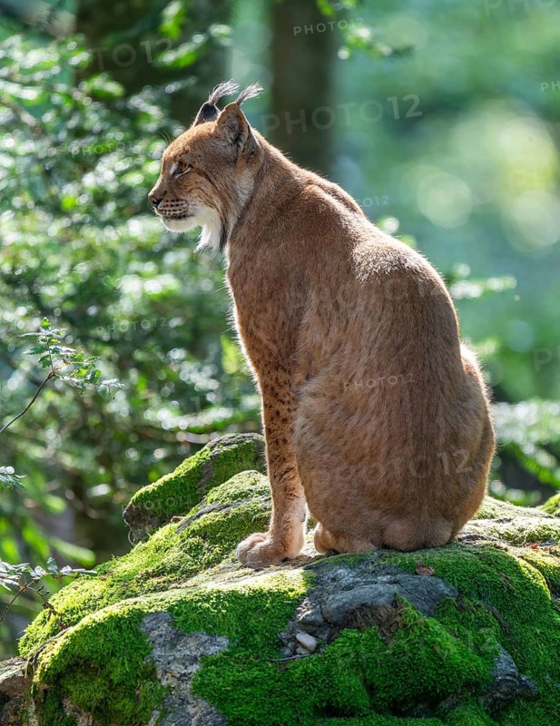 Eurasian lynx (Lynx lynx) sitting on a moss-covered rock in the forest and looking attentively, captive, Bavarian Forest National Park, Bavaria, Germany