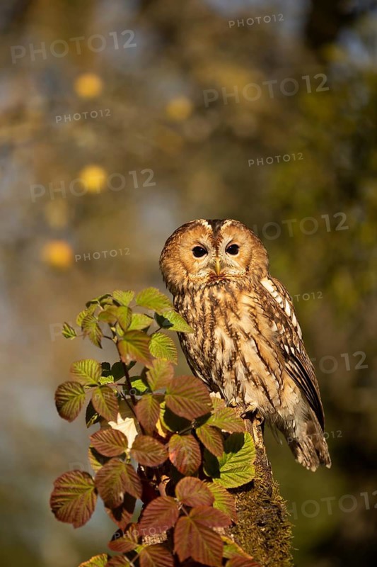 Tawny Owl (Strix aluco) captive, Germany