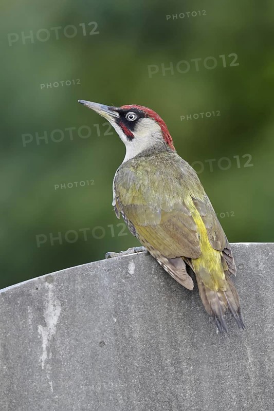 Male, perched; gravestone; cemetery; summer