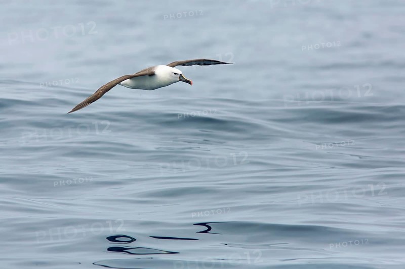 Atlantic Yellow-nosed Albatross (Thalassarche chlororhynchos) flying, Victoria, Australia, Australia