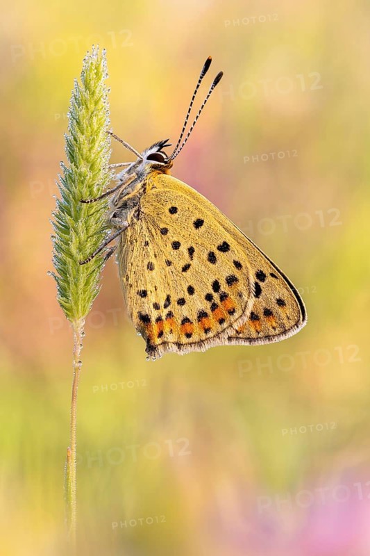Brauner Feuerfalter (Lycaena tityrus), auch als Schwefelvöglechen bezeichnet