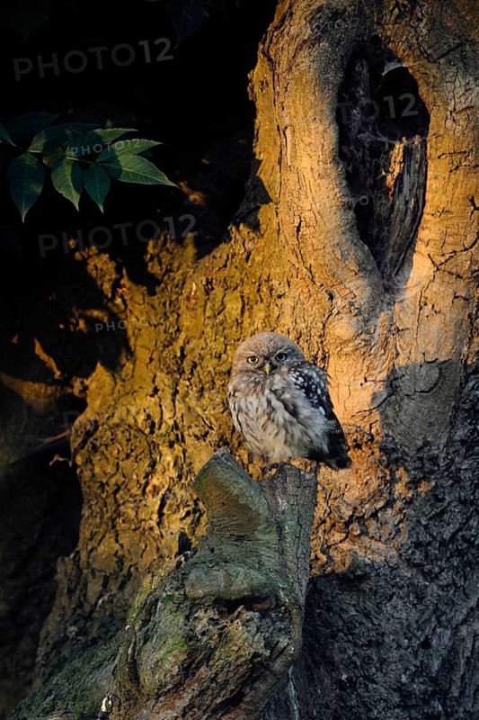 Little Owl (Athene noctua) perched on a tree trunk, North Rhine-Westphalia, Germany