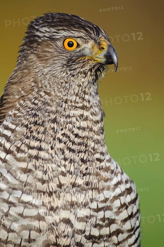 Northern Goshawk (Accipiter gentilis), Lower Saxony, Germany
