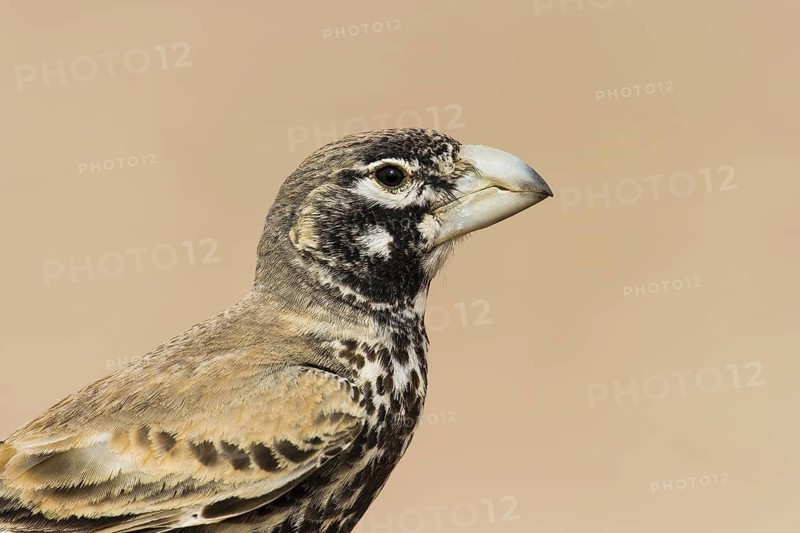Thick-billed Lark (Ramphocoris clotbey), Eilat, Israel