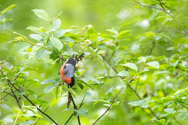 Bullfinch or bullfinch (Pyrrhula pyrrhula), male foraging upside down on a branch, Virkkula, Liminganlahti, Northern Ostrobothnia, Finland