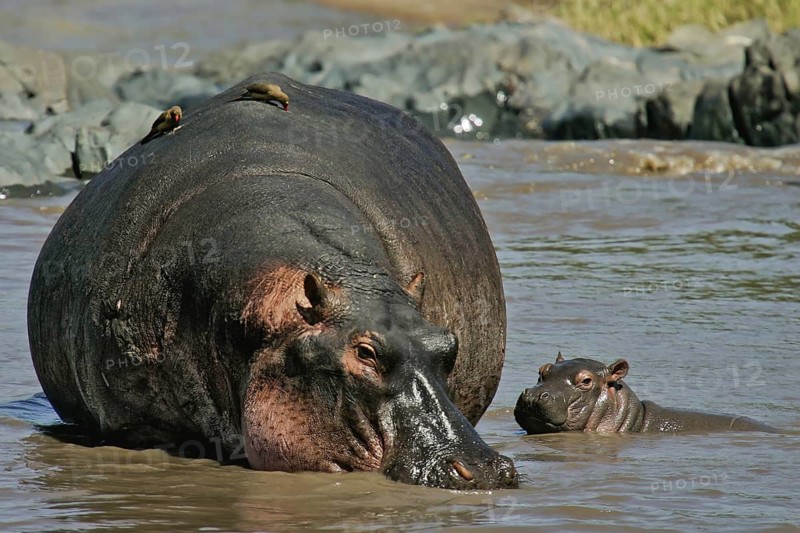 Hippopotamus (Hippopotamus amphibius) mother with Red-billed Oxpecker (Buphagus erythrorhynchus) pair on back and calf, Serengeti National Park, Tanzania