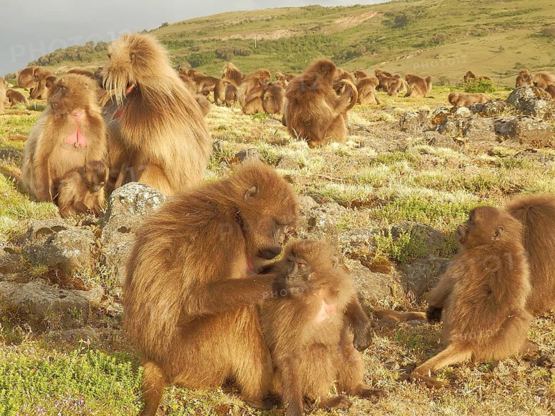Large group of monkeys, jelada, blood-breasted baboon (Theropithecus gelada) in natural environment, some interacting with each other in the meadow, Simien National Park, Ethiopia