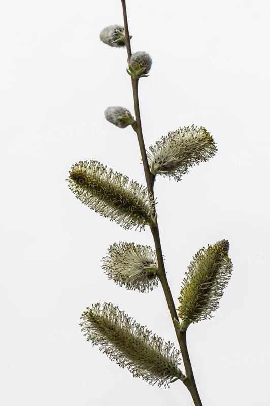 Willow catkins (Salix), Emsland, Lower Saxony, Germany
