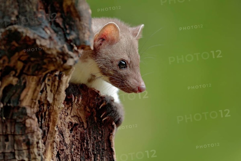 Stone marten, detail portrait. Small predator sitting on the tree trunk in forest. Wildlife scene, Poland. Beautiful cute forest animal. Beech marten, Martes foina, with clear green background
