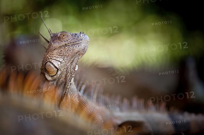Green iguanas (Iguana iguana) often hang out together, dozing and eating leaves (they're vegetarians). I liked the way these guys were stacked up, and when I saw one iguana begin to become active, I quickly shot at a wide open aperture with a telephoto lens for shallow depth of field as the iguana king surveyed his little domain. Northern Lowlands, Costa Rica Canon 5D, Canon 300 mm f/2.8, handheld, f/2.8, 1/200th, ISO 320