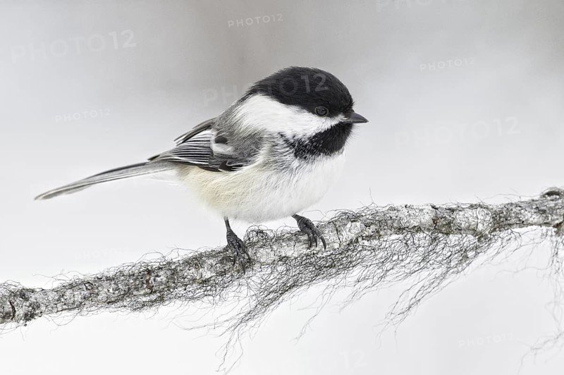 Black-capped Chickadee (Poecile atricapillus), Alaska, USA
