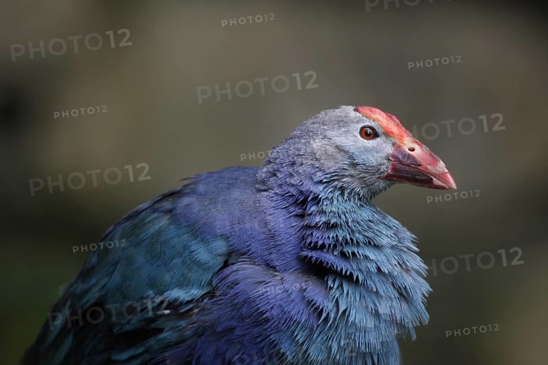 Purple partridge (Porphyrio porphyrio), captive