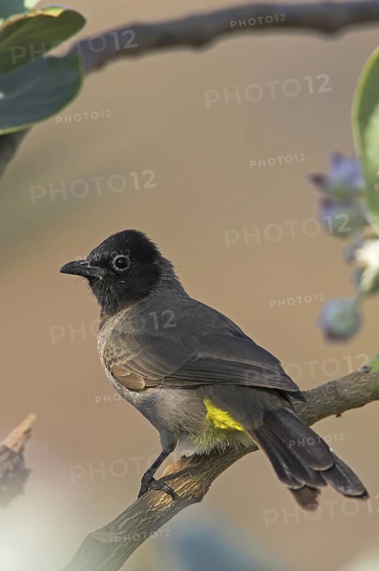 White-spectacled Bulbul (Pycnonotus xanthopygos), Oman