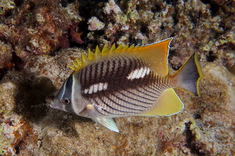 Sparrow butterflyfish, night colouration (Chaetodon trifascialis)